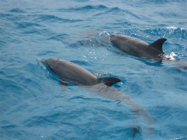 Schnorcheltour von Safaga Hafen