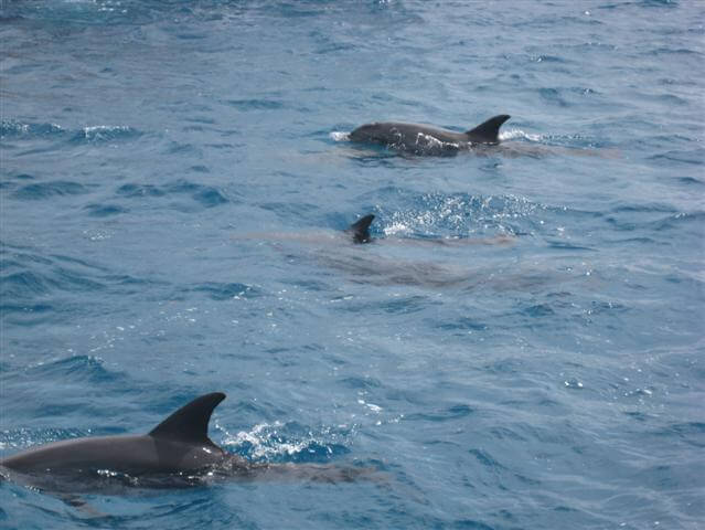 Privater Schnorchelausflug von Hurghada